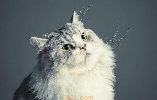 猫嗓子突然哑了 背后的原因和处理办法(图1)