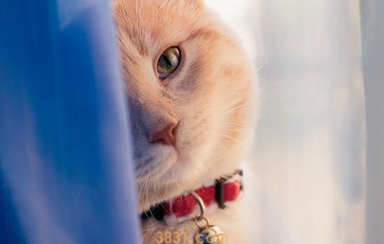 猫咳嗽但是一切正常 背后的原因有哪些?(图1)