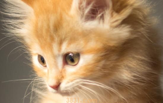 猫咪吐舌头呼吸急促 背后的原因知多少(图1)