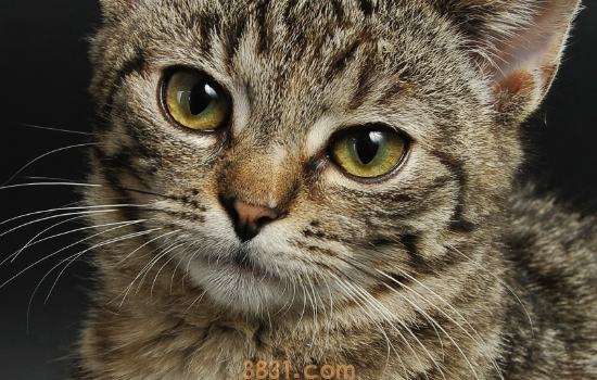猫胎盘怎么处理 猫咪胎盘的用处(图1)