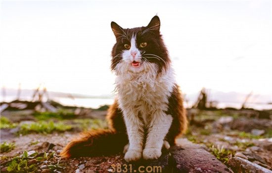 猫乱抓咬怎么办 如何训练猫咪不乱抓咬(图2)