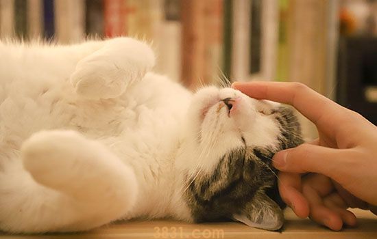 猫洗澡有什么注意事项 你觉得脏不代表可以洗澡(图1)
