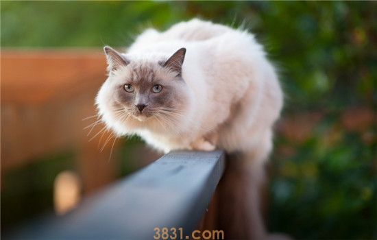 猫总是抓挠墙壁 如何防止猫咪抓墙搞破坏(图1)