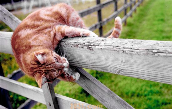 猫总是抓挠墙壁 如何防止猫咪抓墙搞破坏(图2)