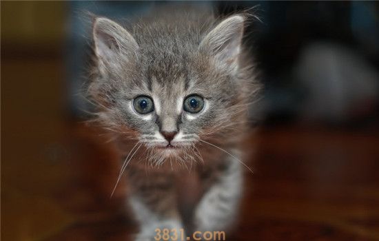 怎么让猫记住自己的名字 反复的训练比不可少(图2)