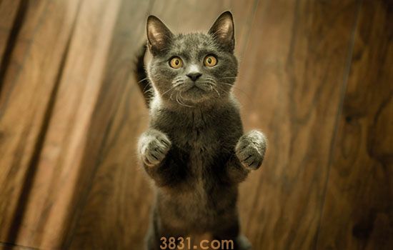 猫精神性脱毛 猫咪的一种行为疾病(图1)