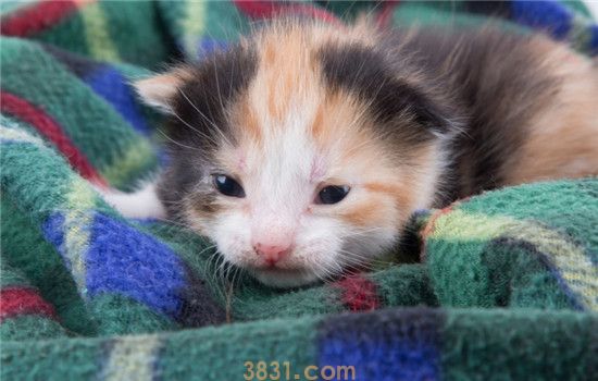 猫爱睡床要怎么办 如何训练猫咪自己睡觉(图1)