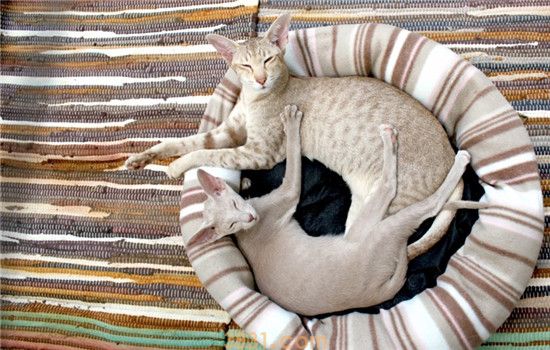 猫爱睡床要怎么办 如何训练猫咪自己睡觉(图2)