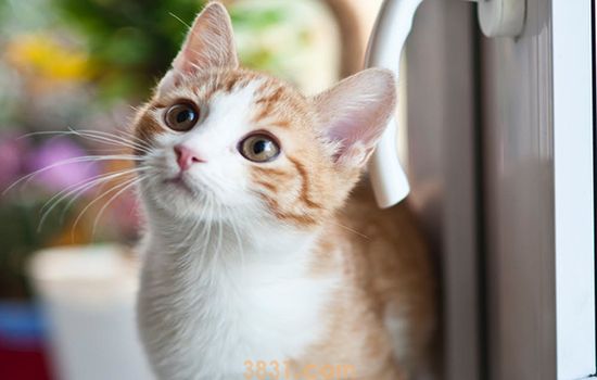 猫为什么会尿路阻塞 阻塞超过42小时会死的!(图1)