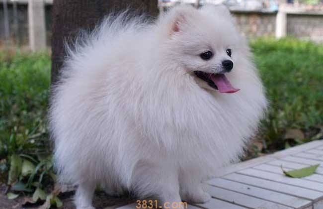 博美什么价格 博美价格基本多少钱(图1)