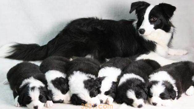 陨石边境牧羊犬多少钱 陨石边境牧羊犬多少钱一只(图1)