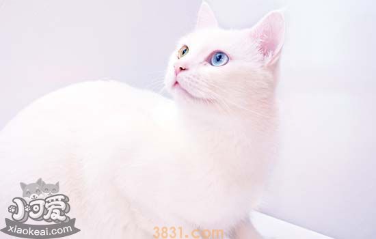 布偶猫掉毛多吗 让布偶猫不掉毛的方法只有一个(图2)