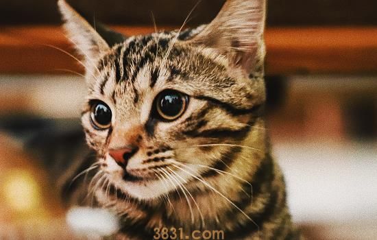 猫抓了一下出了点血要打疫苗吗 你知道狂犬病暴露等级吗?(图1)