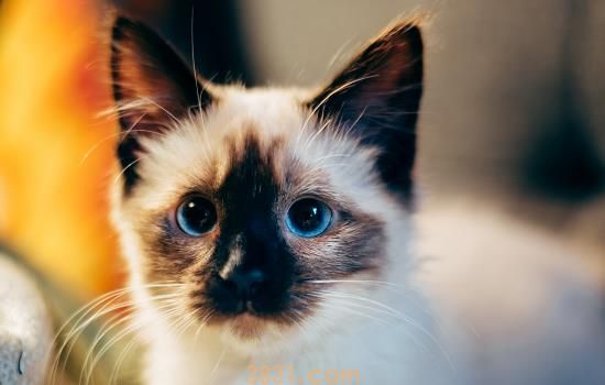 猫打狂犬疫苗的副作用 打完疫苗不要立马回家哦(图2)