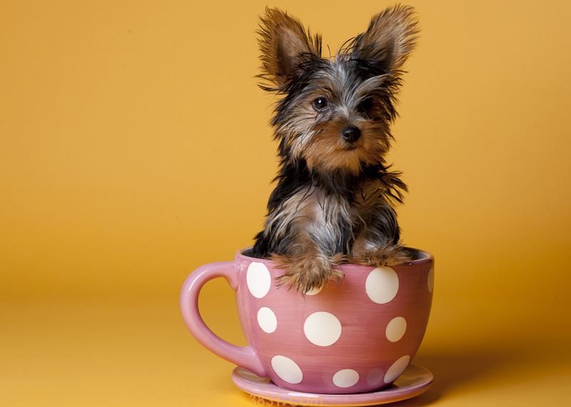 茶杯犬的价格 茶杯的价格(图1)