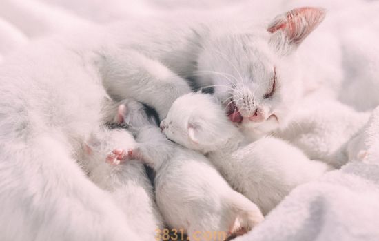 猫咪怀孕吃什么比较好 营养过剩可能导致难产(图2)
