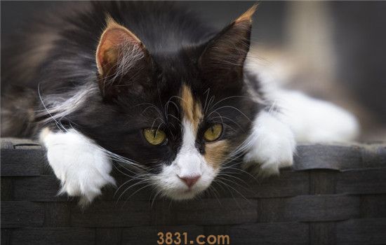猫抑郁症的表现 出现这些表现主人要引起重视(图2)