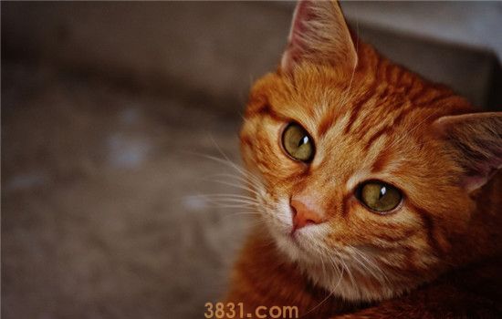 怎么缓解猫咪情绪 猫咪的尾巴代表了猫咪的情绪(图2)
