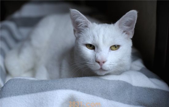 猫过敏怎么办 导致猫咪过敏的原因有什么(图1)