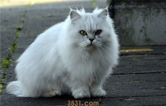猫过敏怎么办 导致猫咪过敏的原因有什么(图2)