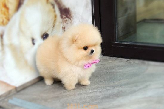 博美茶杯犬价格 博美茶杯犬价格多少钱一只(图1)