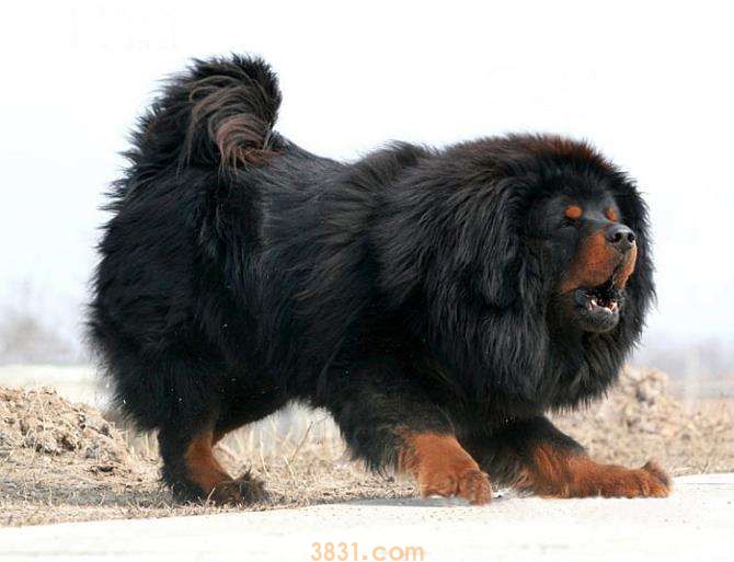 藏獒幼犬价格 小藏獒价格(图1)