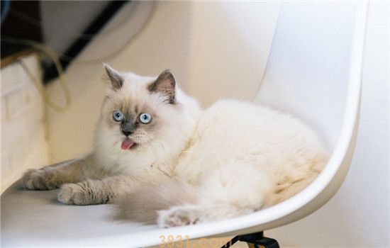 猫口炎的症状是什么 如何有效治疗猫口炎(图2)