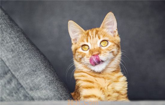 什么是猫口炎 导致猫口炎的因素有很多(图1)