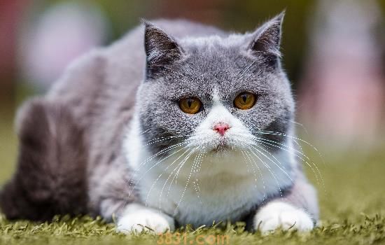 猫指甲分叉 教你怎么保养猫咪的指甲(图1)