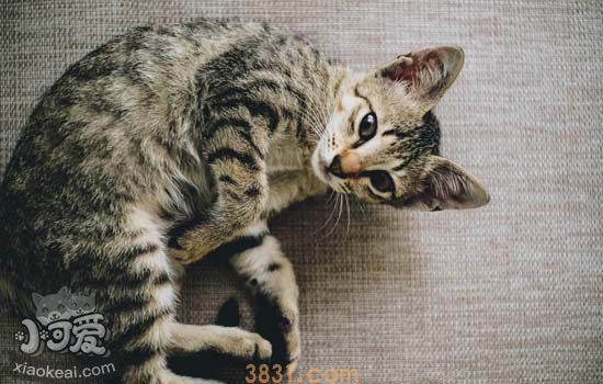 狸花猫感冒会自己好吗 狸花猫感冒一周还不好怎么办(图1)