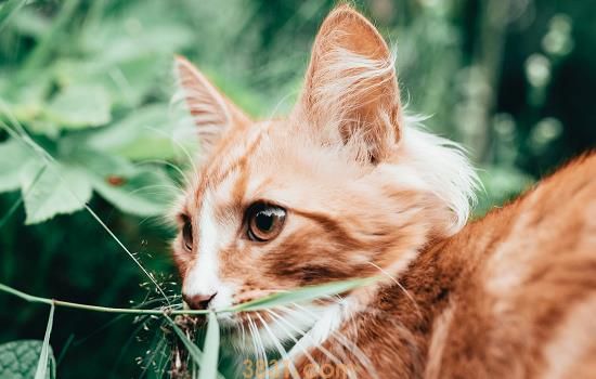 猫指甲开裂空隙发黑 要注意保护猫咪的指甲呀(图1)