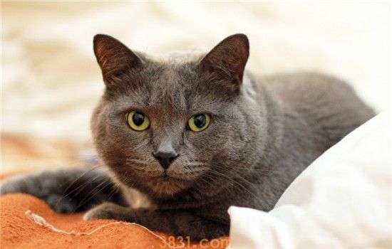 猫脓皮症是怎么回事 猫脓皮症的症状是什么(图2)