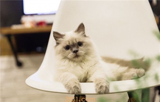 猫脓皮症是怎么回事 猫脓皮症的症状是什么(图1)