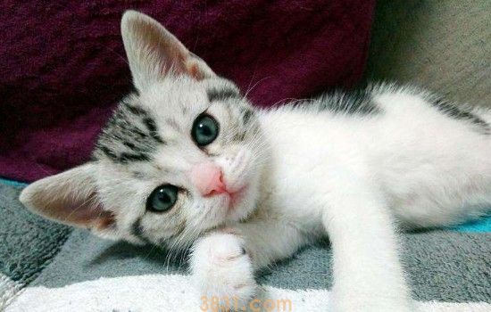 猫藓不治疗会怎么样 猫藓肯定是需要治疗的!(图1)