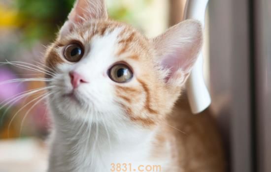 猫咬人下狠口怎么教育 这些方法主人试一试(图1)