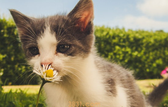 猫咪鼻尖变黑 背后原因大揭秘(图1)
