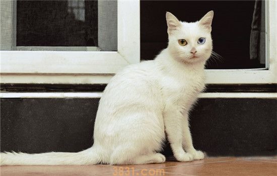 猫艾滋病的表现是什么 猫艾滋病分为三个时期(图1)