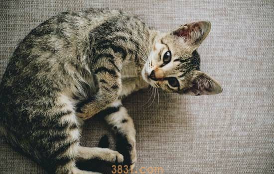 猫咪走路不稳四肢无力 背后原因你知道吗?(图1)