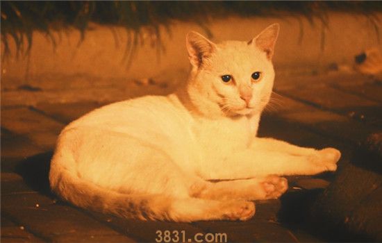 猫艾滋病的表现是什么 猫艾滋病分为三个时期(图2)