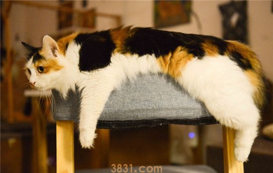 猫艾滋病是什么 猫艾滋病的传播途径是什么(图1)