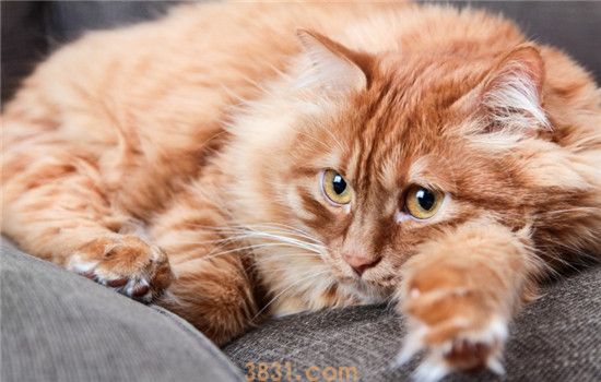 猫艾滋病是什么 猫艾滋病的传播途径是什么(图2)
