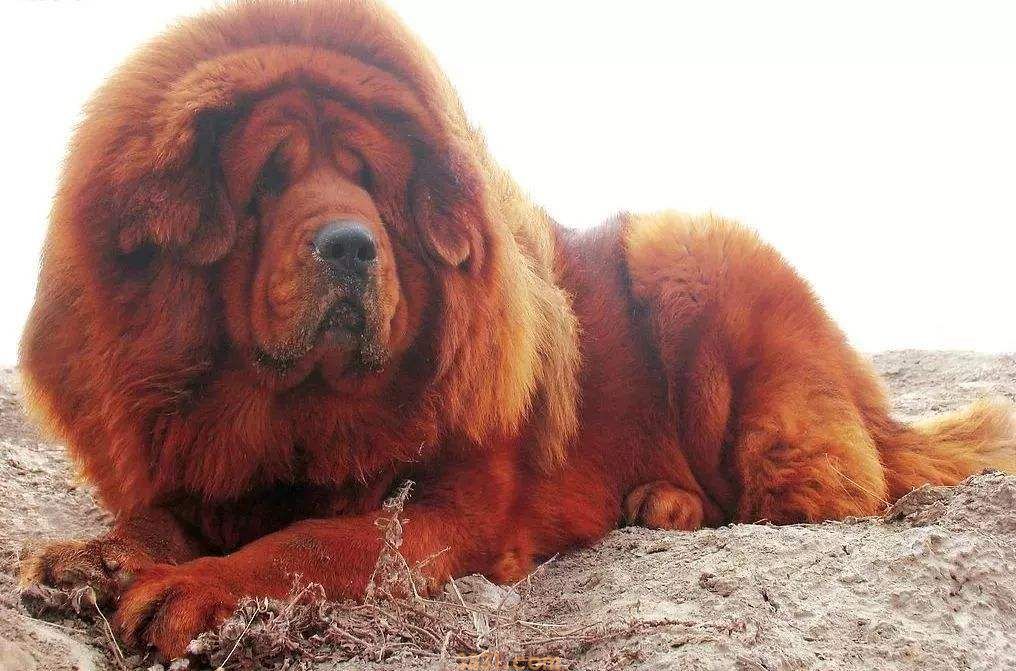 纯种藏獒价格 纯种小藏獒价格(图1)