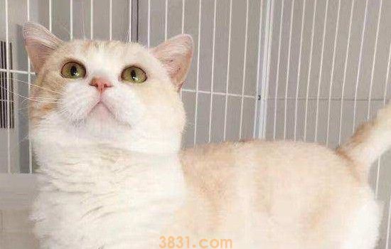 猫咪得了猫藓会痒吗 猫藓的症状你还没有搞清楚吗?(图1)