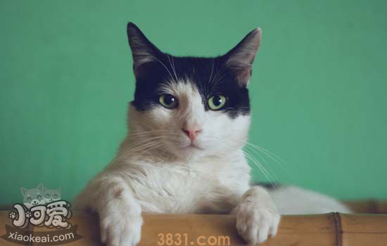 猫咪不吃东西怎么办 猫咪不吃东西时的几个对策(图2)