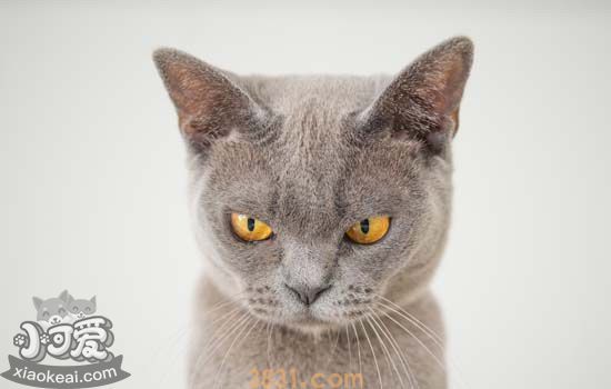 猫咪不吃东西怎么办 猫咪不吃东西时的几个对策(图4)