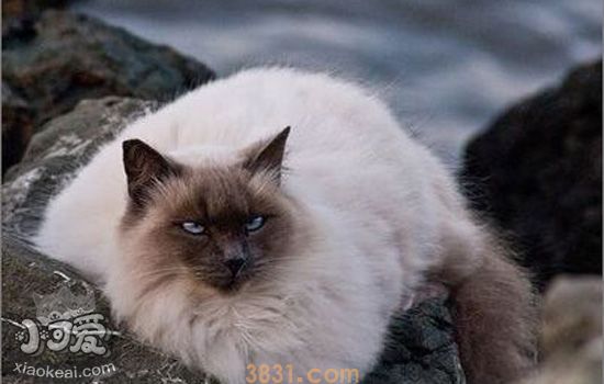猫咪不吃东西怎么办 猫咪不吃东西时的几个对策(图5)