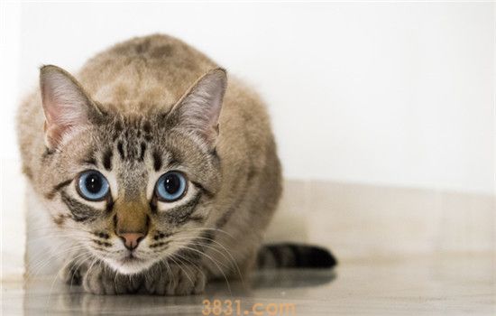 猫爪热是什么 得了猫爪热的症状是什么(图1)