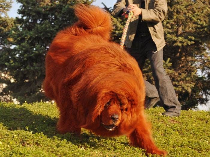 藏獒红利价格 藏獒多少钱(图1)