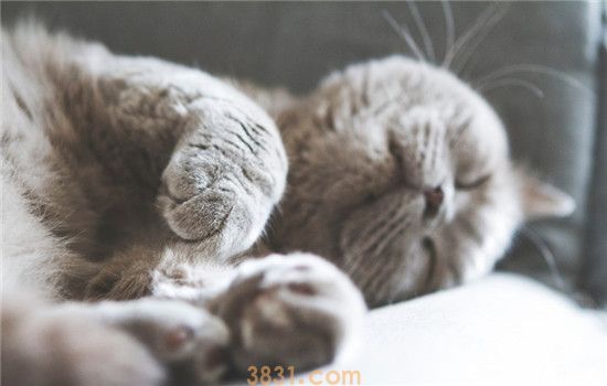 猫爪热是什么 得了猫爪热的症状是什么(图2)