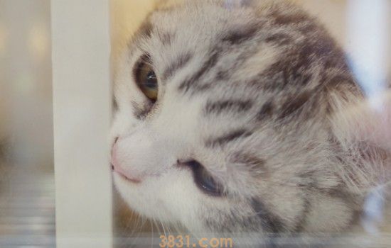 两个月的土猫不吃食一直叫 你难受还吃饭啊!(图1)